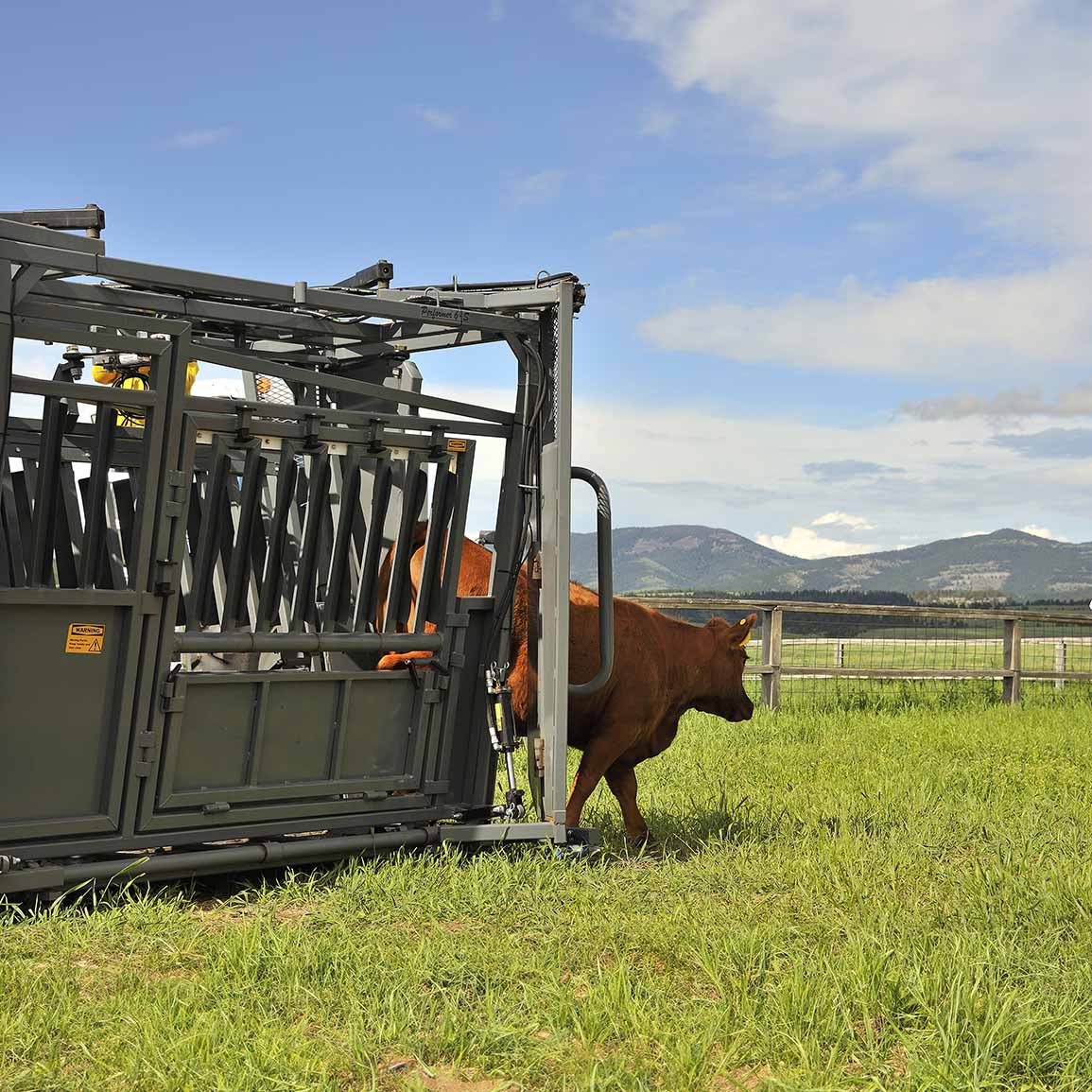 How to prepare your cattle business for expansion